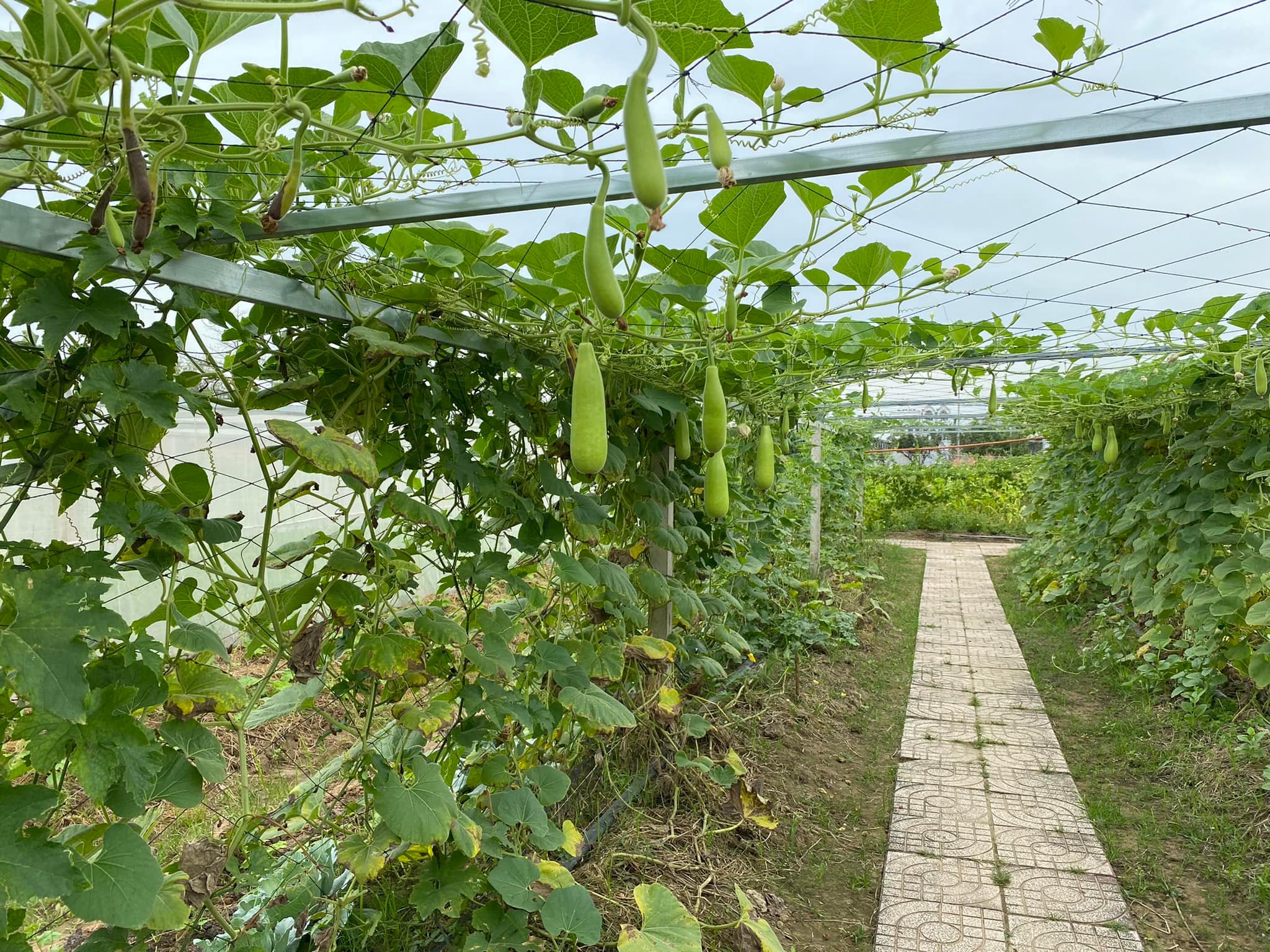 Bất ngờ với vườn rau sạch tự cung, thầy cô và sinh viên cùng chăm sóc - Ảnh 5.