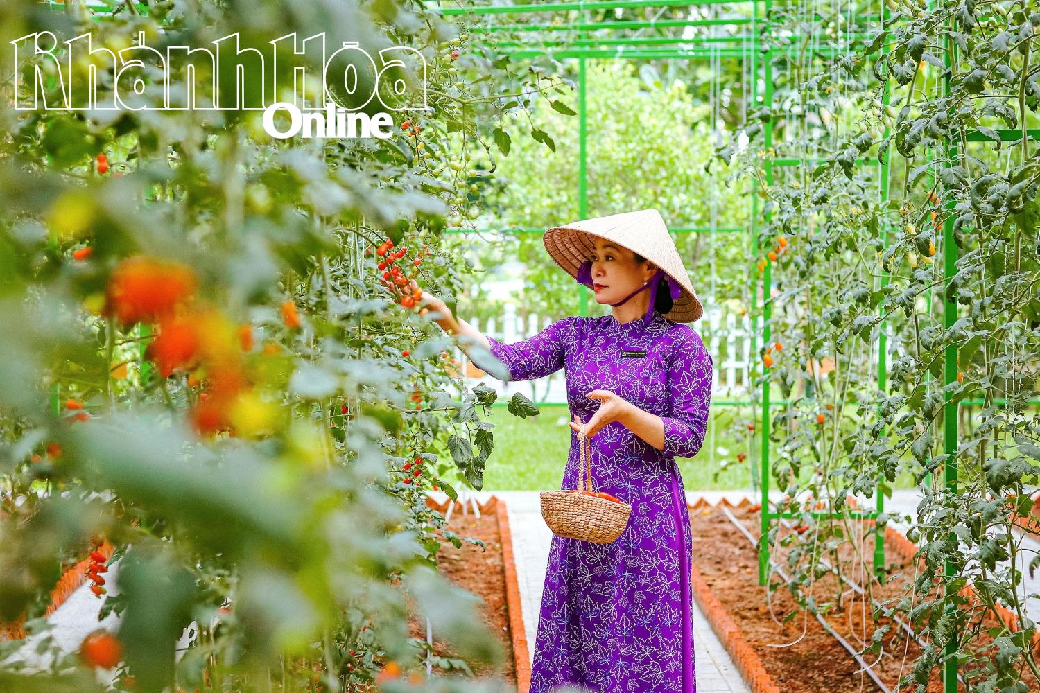 សួនបន្លែបៃតងនៅកោះចំប៉ា ញ៉ាត្រាង