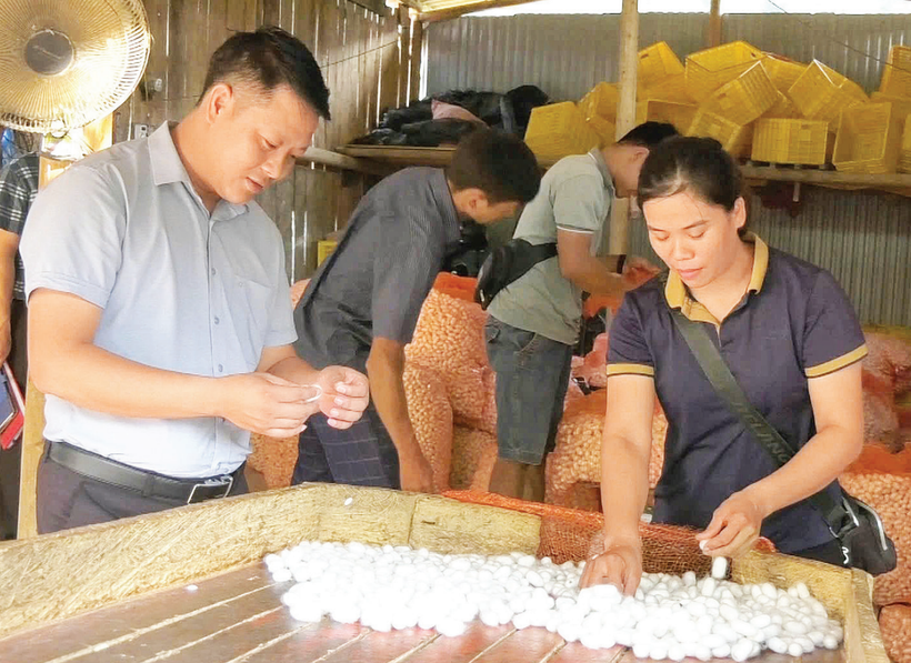 Agricultural Cooperative 118 consumes and purchases silkworm cocoons from farmers in western communes of Cao Bang province.