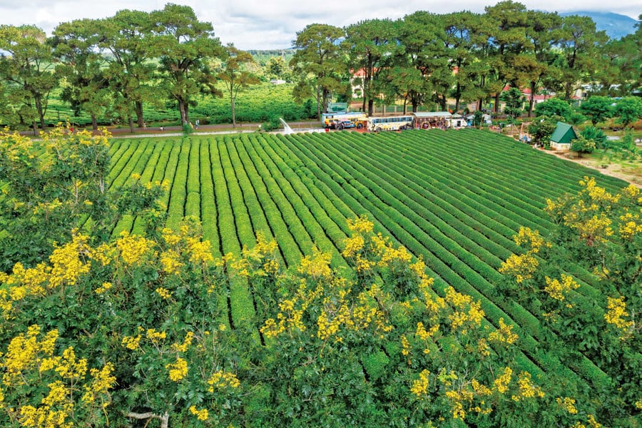 Hoa muồng vàng ở Biển Hồ chè (xã Biển Hồ). Ảnh: Nguyễn Linh Vinh Quốc