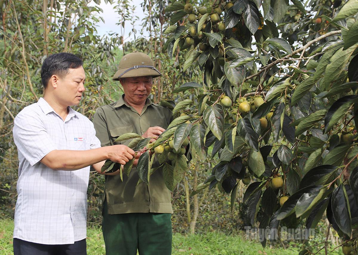 Anh Triệu Văn Tuyển 
(bên trái), Giám đốc 
Hợp tác xã Nông lâm nghiệp Xuân Vân đồng hành cùng 
nông dân trên hành trình 
xây dựng thương hiệu 
hồng ngâm.