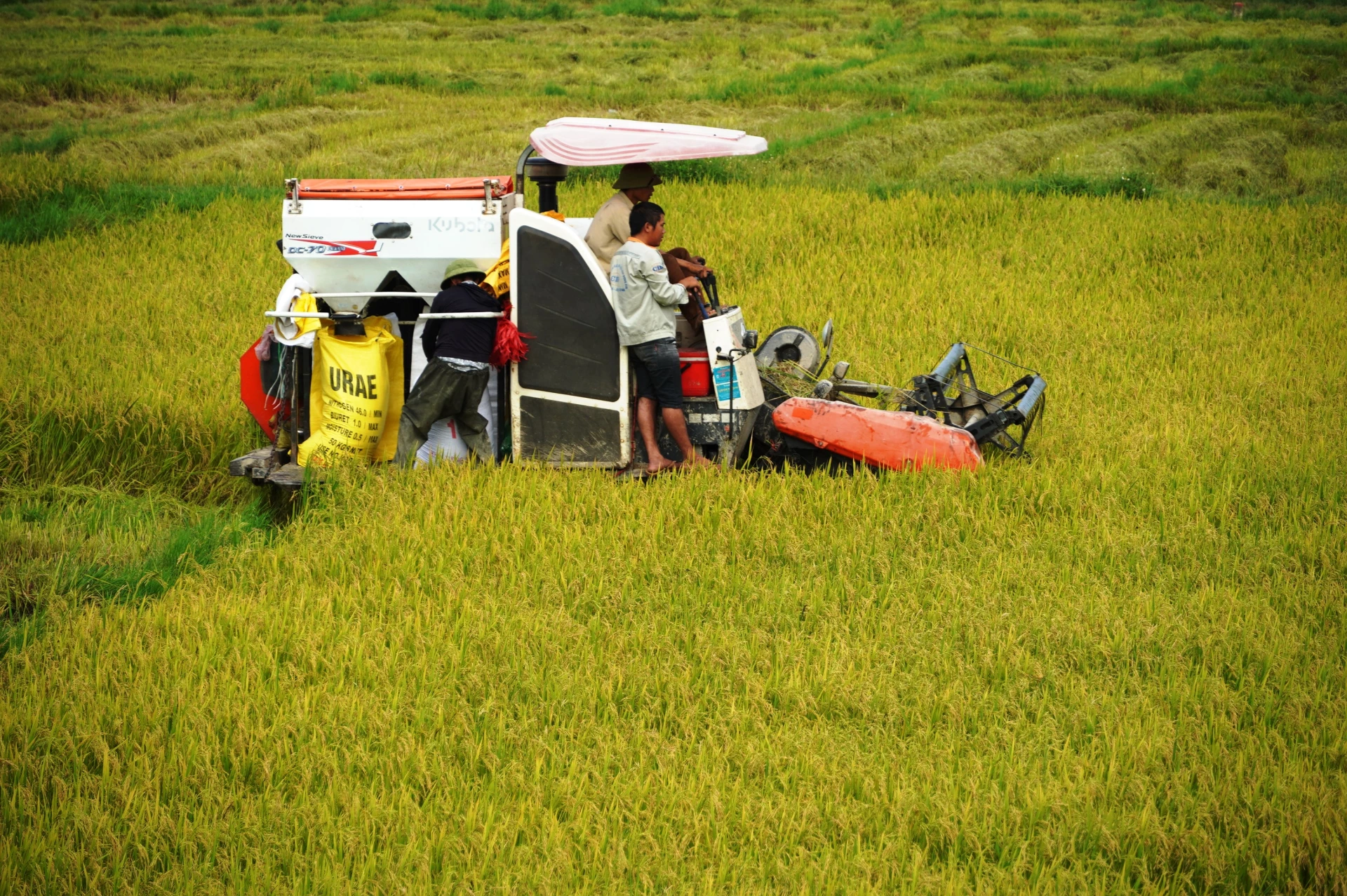 Hiện các địa phương đang gấp rút thu hoạch lúa hè thu trước khi bão đổ bộ. Ảnh: T. Hoa