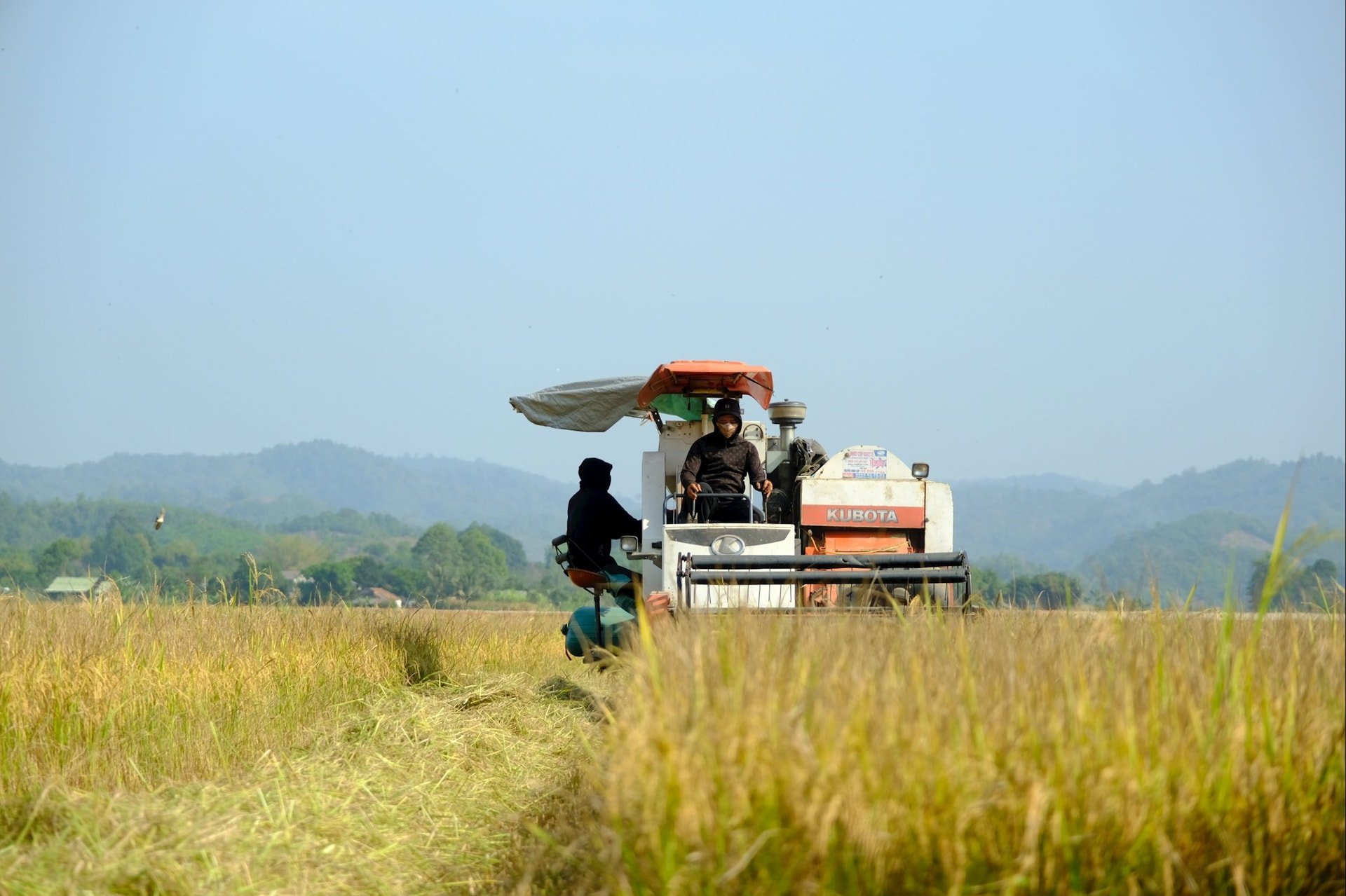 Photo 2 rice production