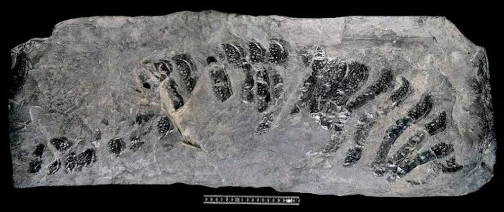Những quái thú khổng lồ từng ngự trị Trái đất - 13
