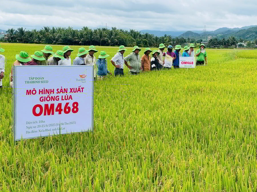 cac-dai-bieu-tham-quan-mo-hinh-tham-canh-giong-lua-om468-tai-canh-dong-bon-hoai-anh-vu-chi.jpg