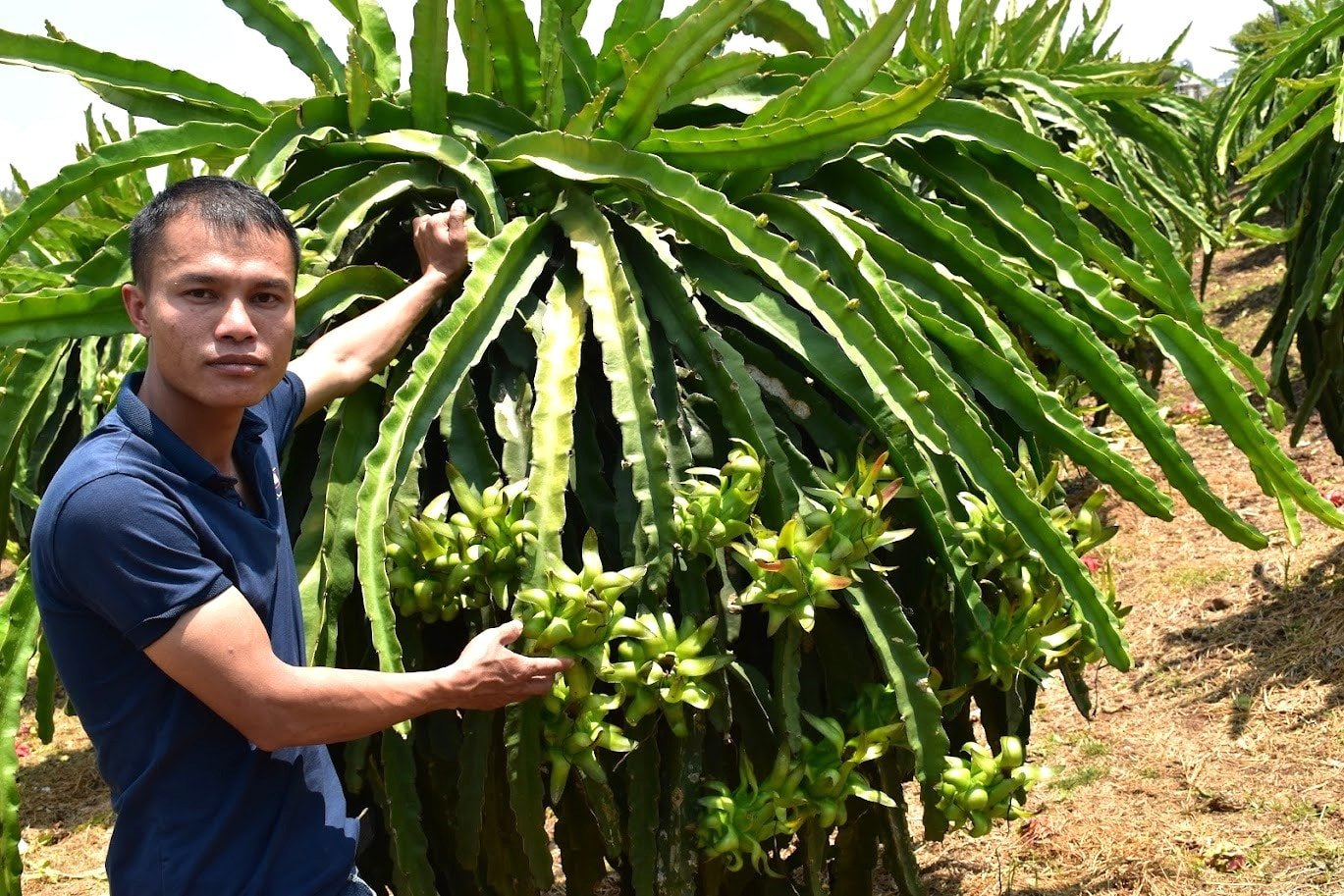 Lam Dong dragon fruit is rising to become a national staple crop (3)