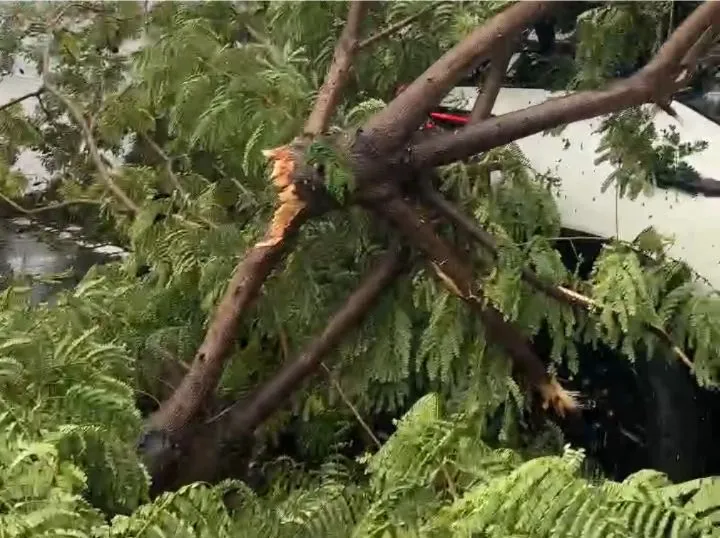 A fallen tree blocked the road, 6 people trapped in a car were rescued. Photo: Da Nang City Police