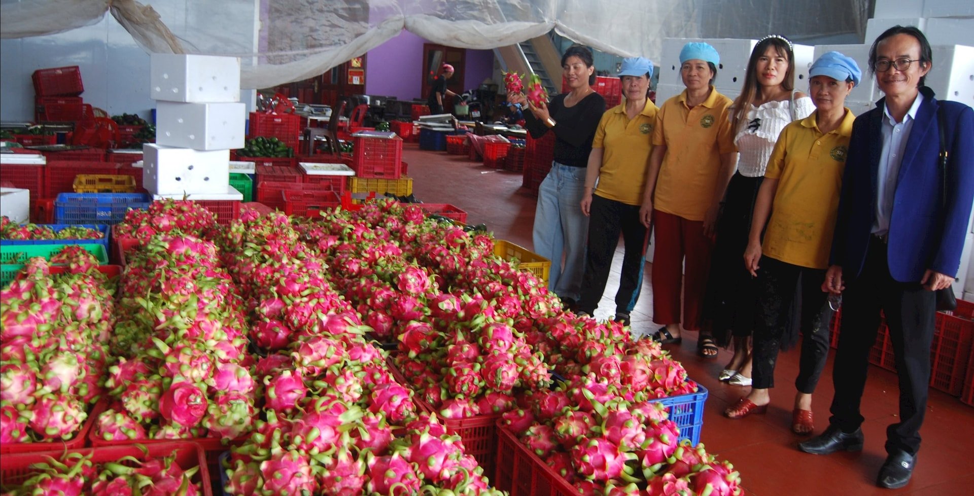 Lam Dong dragon fruit strengthens trade connections, expanding potential consumer markets.