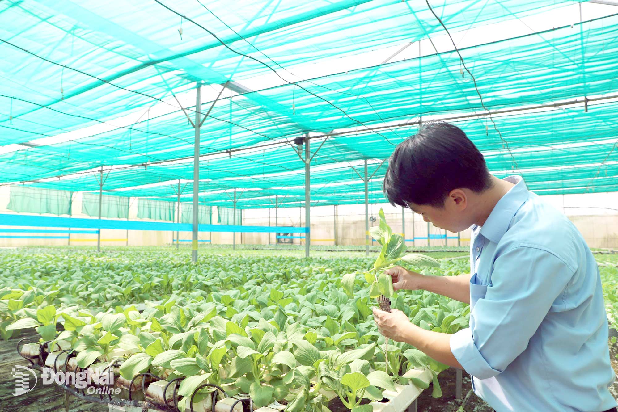Mô hình Ứng dụng công nghệ cao trồng rau thủy canh trong nhà màng của Công ty cổ phần Việt Rau.