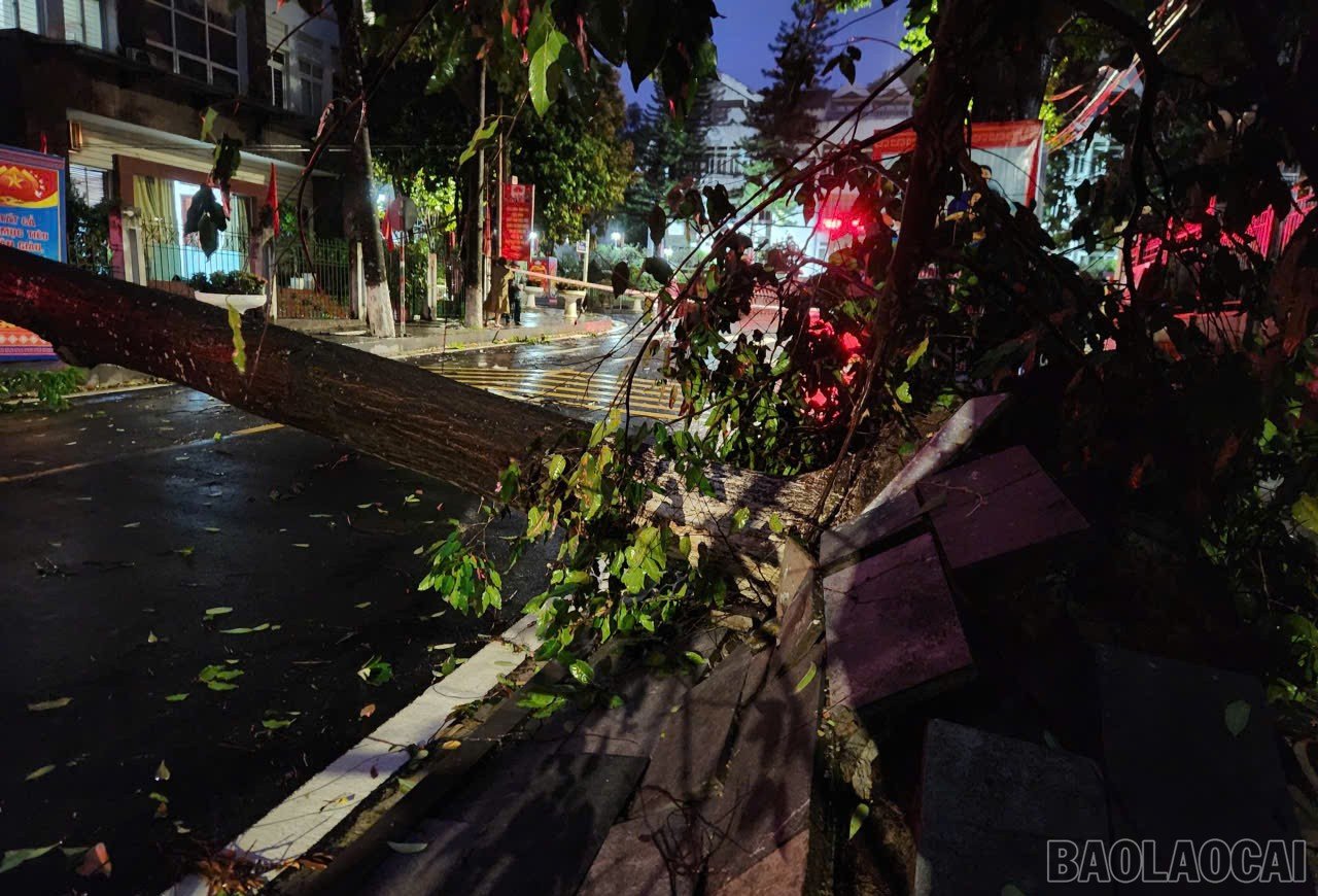 baolaocai-br_12.jpg