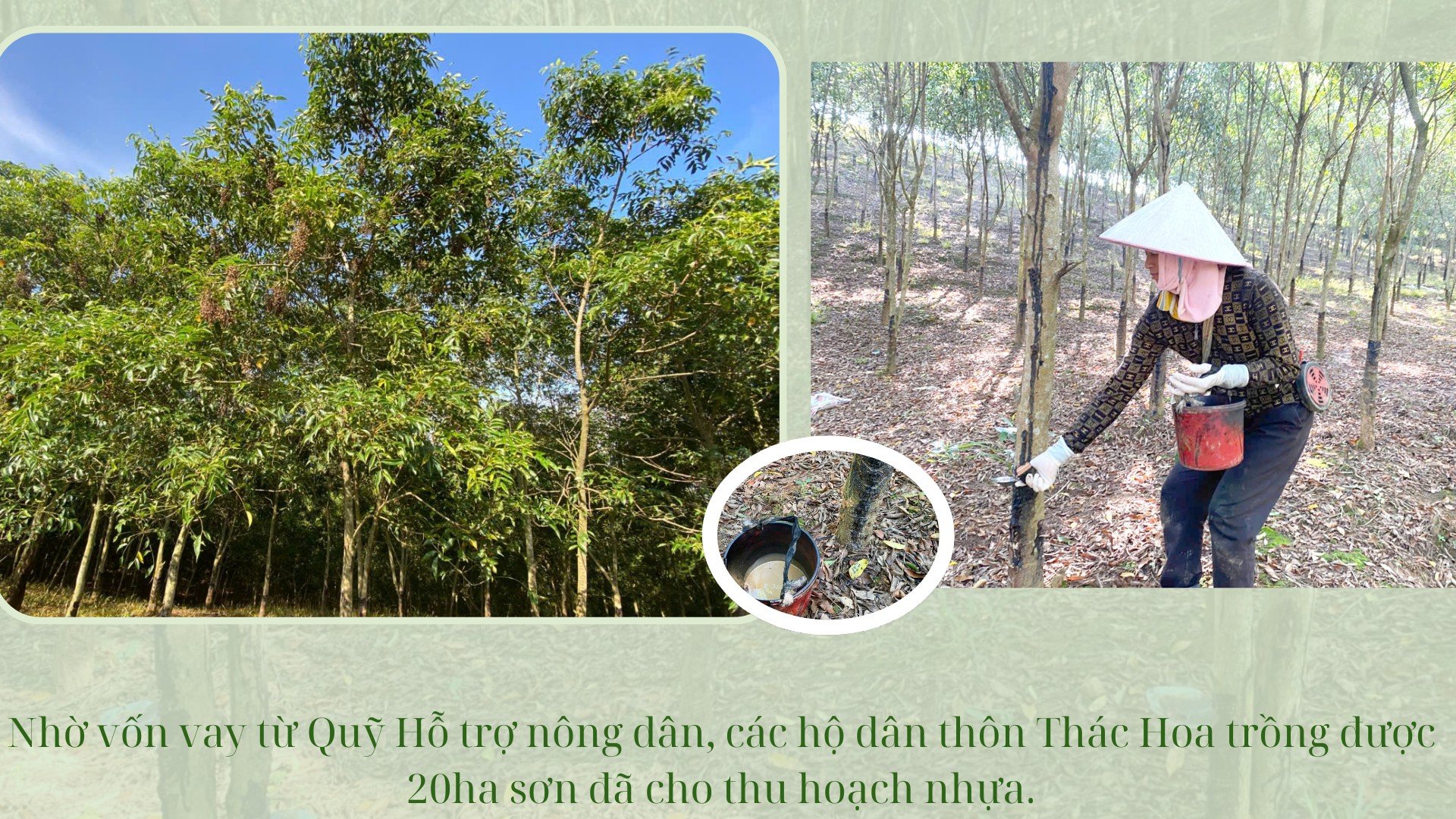 បងប្រុស-bai-1.png