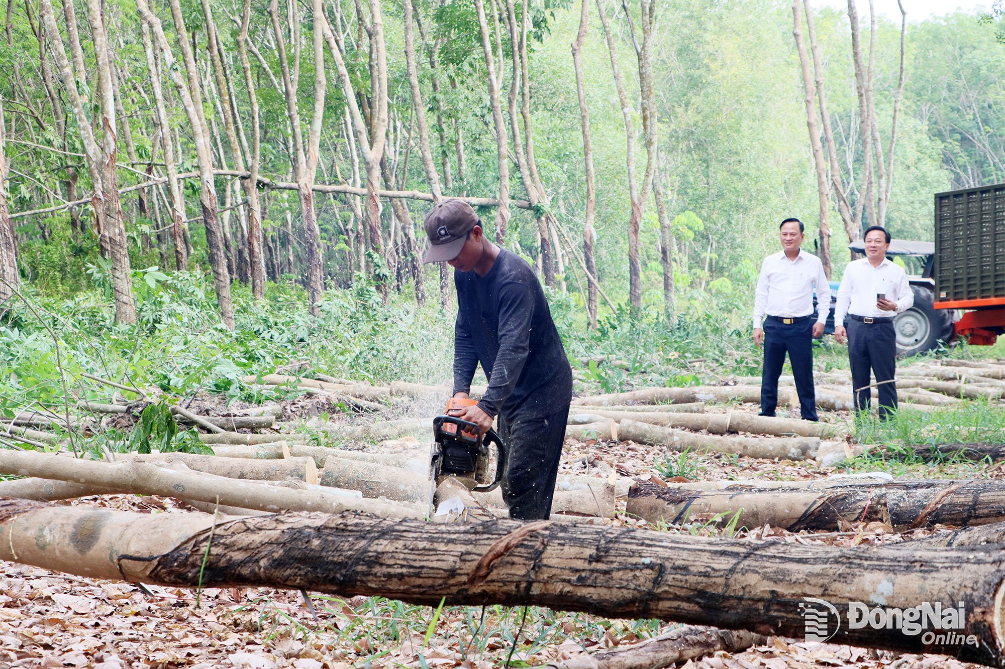 People of Chon Thanh ward liquidated a 15-year-old rubber garden to hand over the site for the implementation of the Ho Chi Minh City - Thu Dau Mot - Chon Thanh expressway. Photo: Xuan Tuc