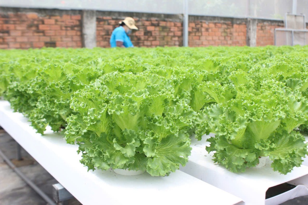 Chưa tới 1% rau đạt VietGAP: Người Việt đang ăn rau chuẩn gì? - 1