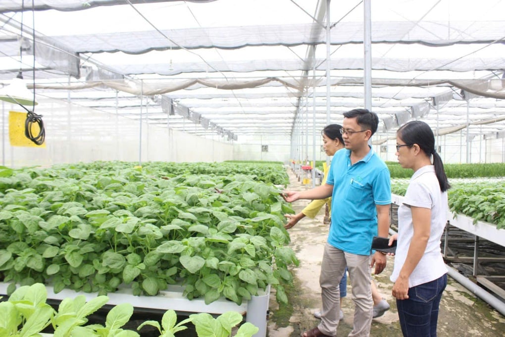 Chưa tới 1% rau đạt VietGAP: Người Việt đang ăn rau chuẩn gì? - 2