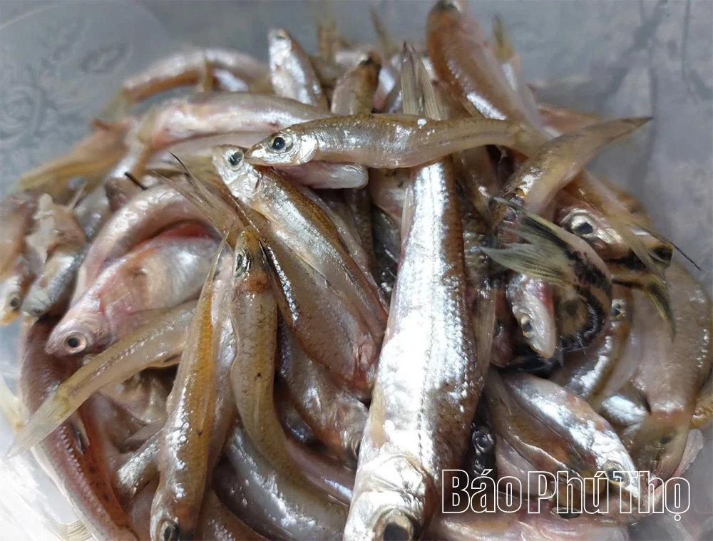 ទំពាំងស្នងឬស្សី និងត្រីជាមួយខ្យង - បាត់រសជាតិភ្នំ និងព្រៃឈើ