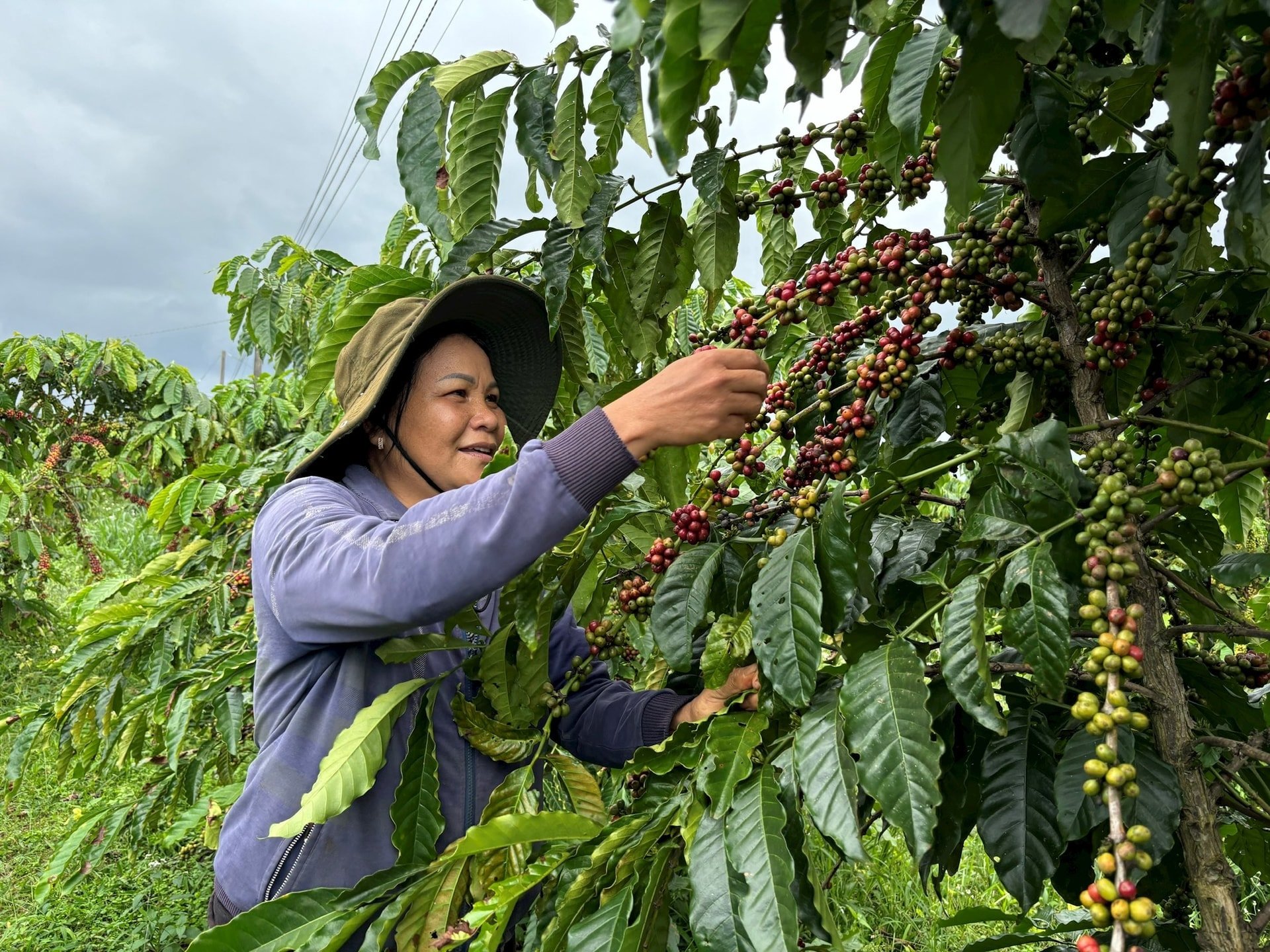 រៀបចំ-for-coffee-harvest-on-new-land.jpg