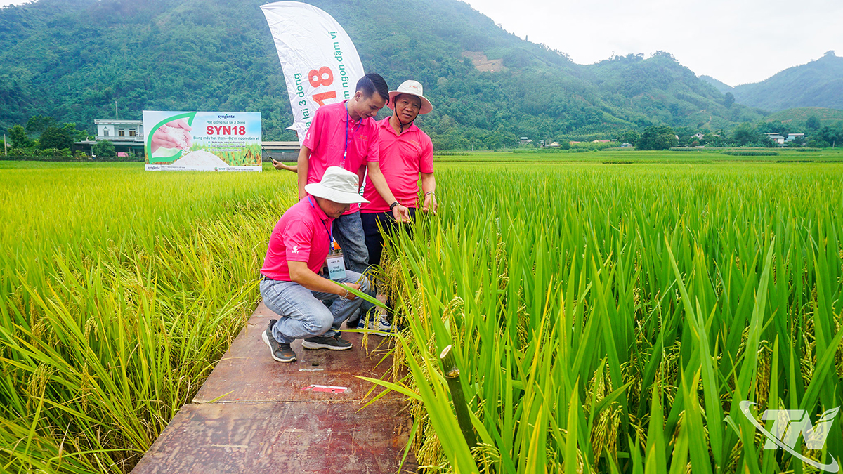 The Department of Agriculture and Environment has deployed many new rice varieties, productivity and quality models to encourage people to replicate them.
