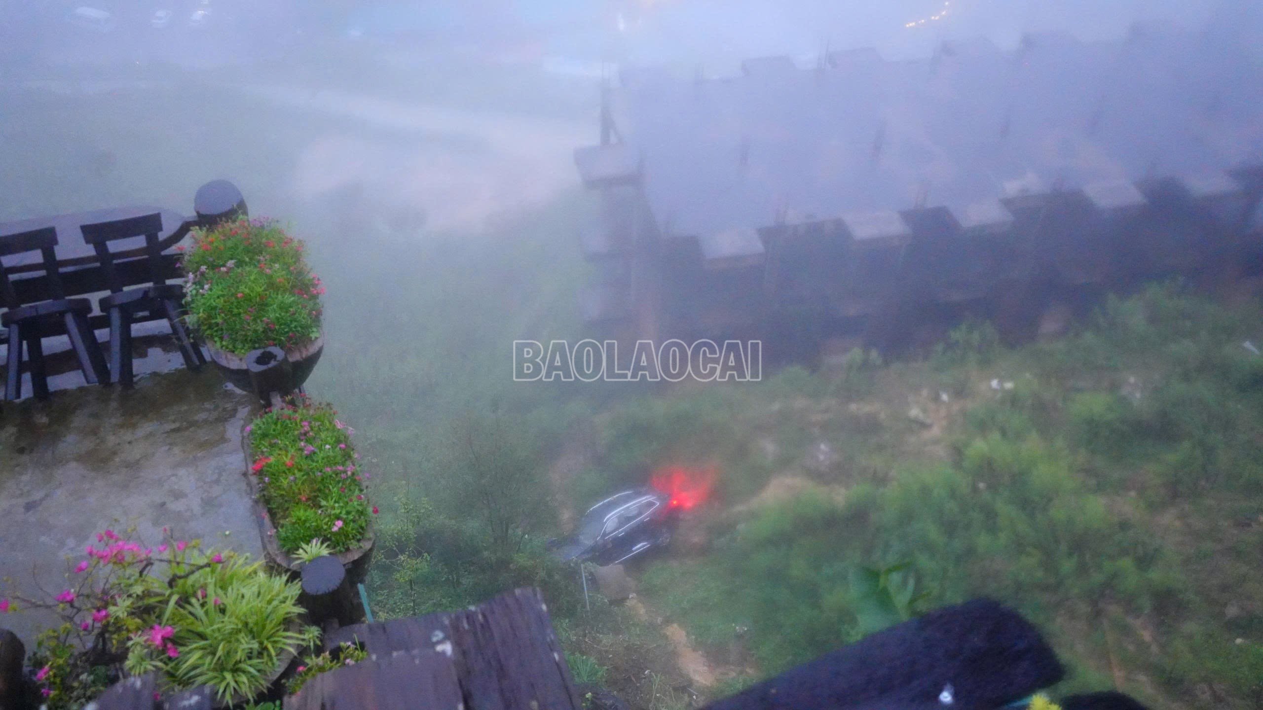 baolaocai-c_img-7525.jpg