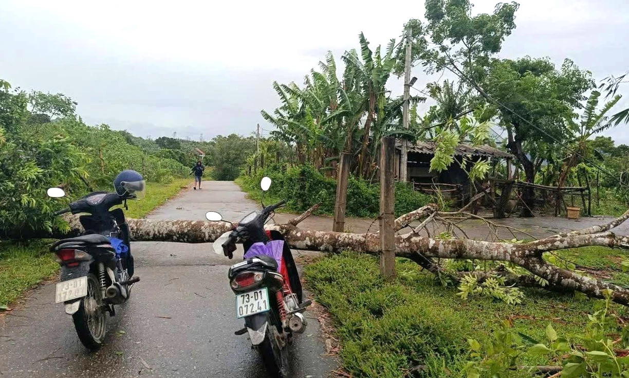 Nhiều cây xanh bị gãy, đổ do mưa bão - Ảnh: CTV