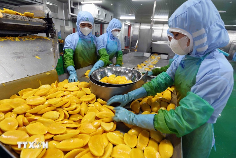 Processing agricultural products for export. (Source: VNA)