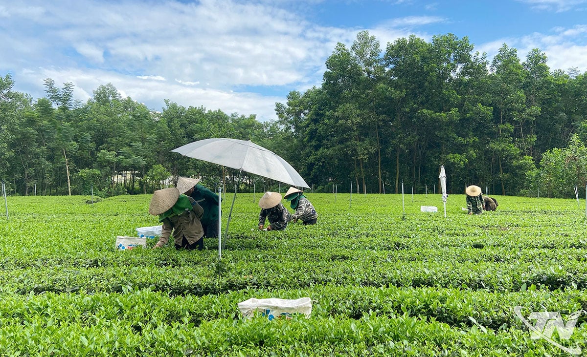 Bersama-sama dengan pokok buah-buahan, teh dikenal pasti sebagai tanaman utama komune Trang Xa.