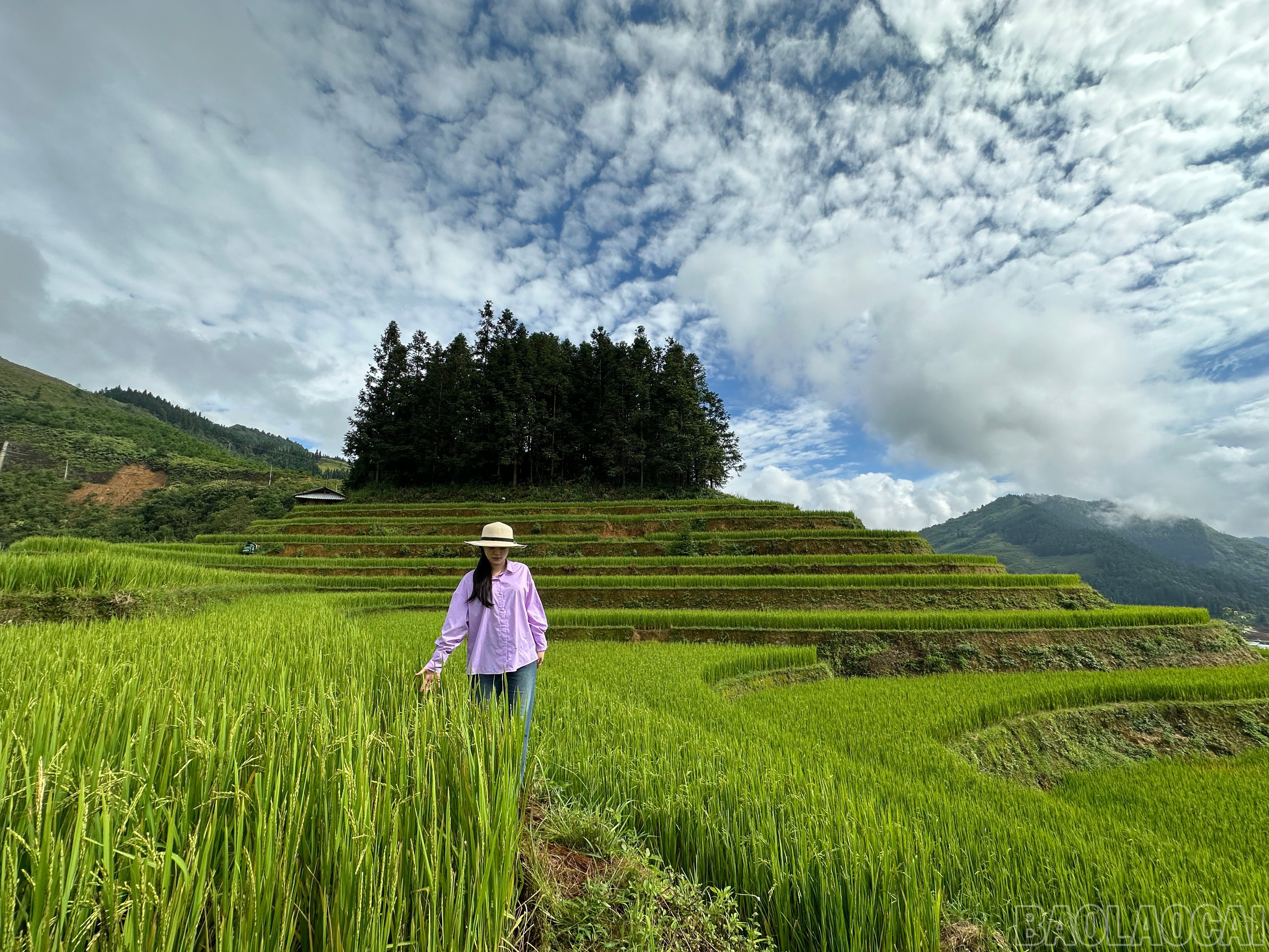baolaocai-br_img-4310.jpg