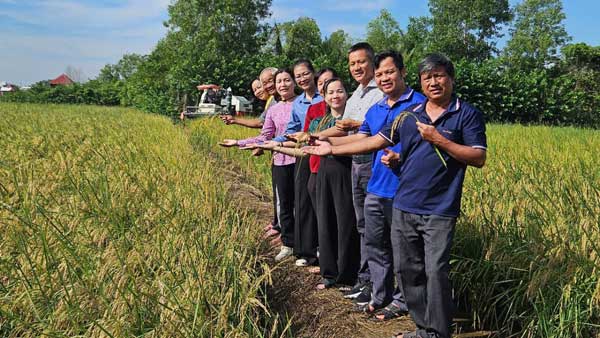 Após três safras recordes em Hung Long, este é um sinal otimista e uma forte mudança na conscientização dos agricultores locais sobre agricultura. Foto: Nguyen Quang