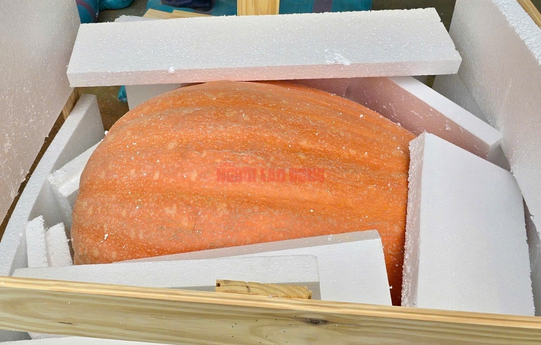  - Ảnh 10.