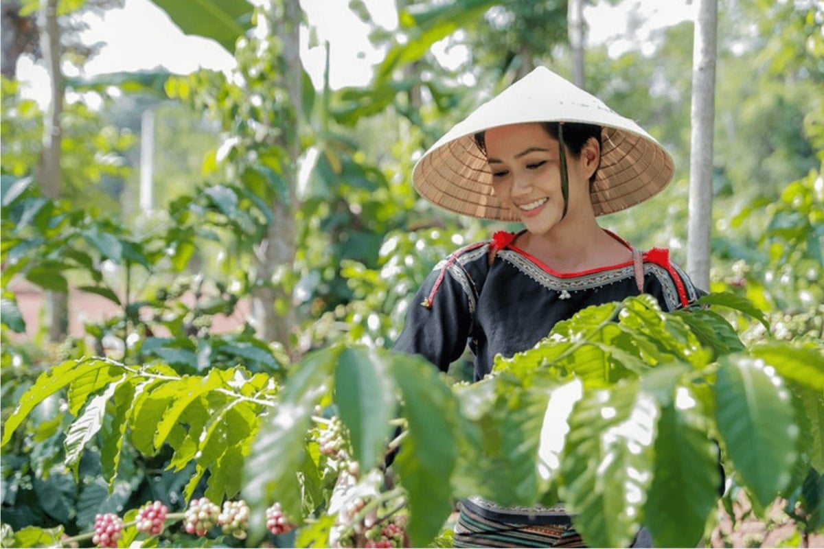 តម្លៃកាហ្វេថ្ងៃនេះ 09/03/2025៖ ធ្លាក់ចុះយ៉ាងខ្លាំង