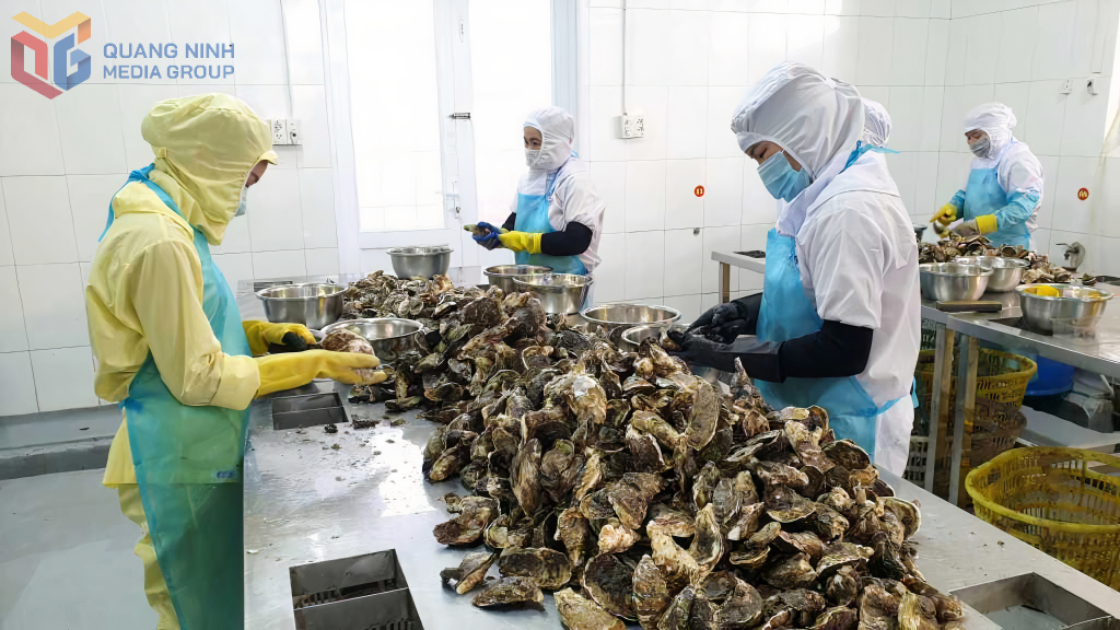 Processing milk oyster products at Quang Ninh Seafood Production and Trading Company Limited (Van Don Special Zone).