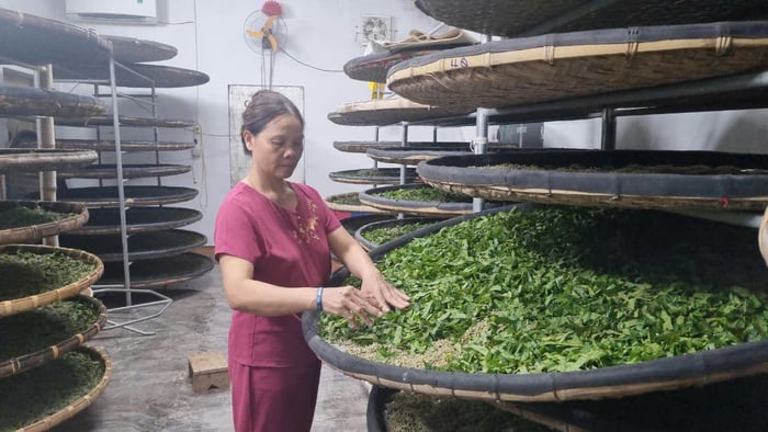 Hiệu quả từ mô hình trồng dâu nuôi tằm trong… phòng lạnh ở Vũ Tiên- Ảnh 2.