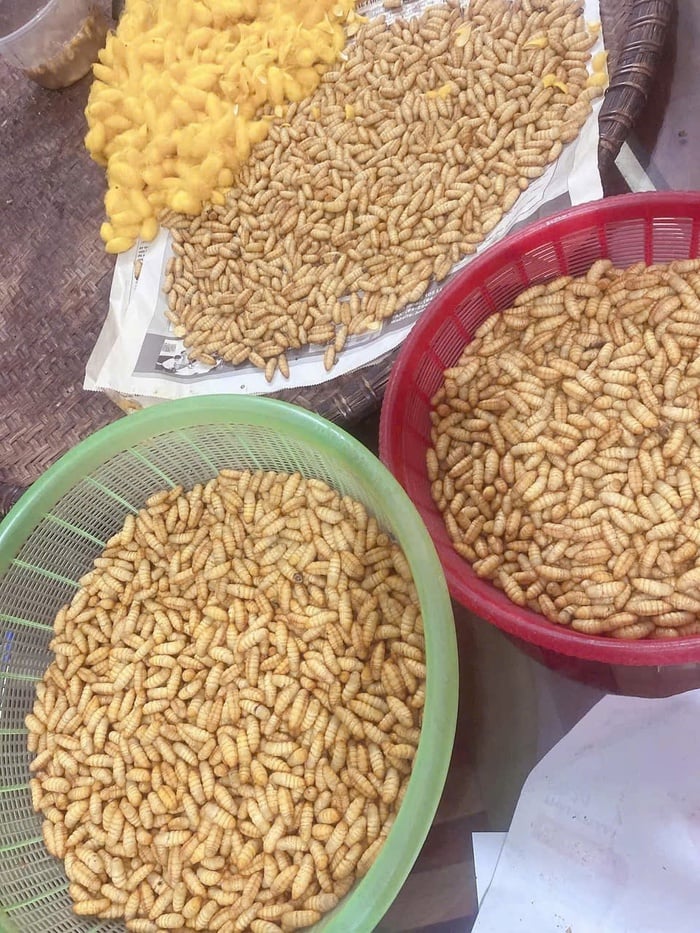 Hiệu quả từ mô hình trồng dâu nuôi tằm trong… phòng lạnh ở Vũ Tiên- Ảnh 1.