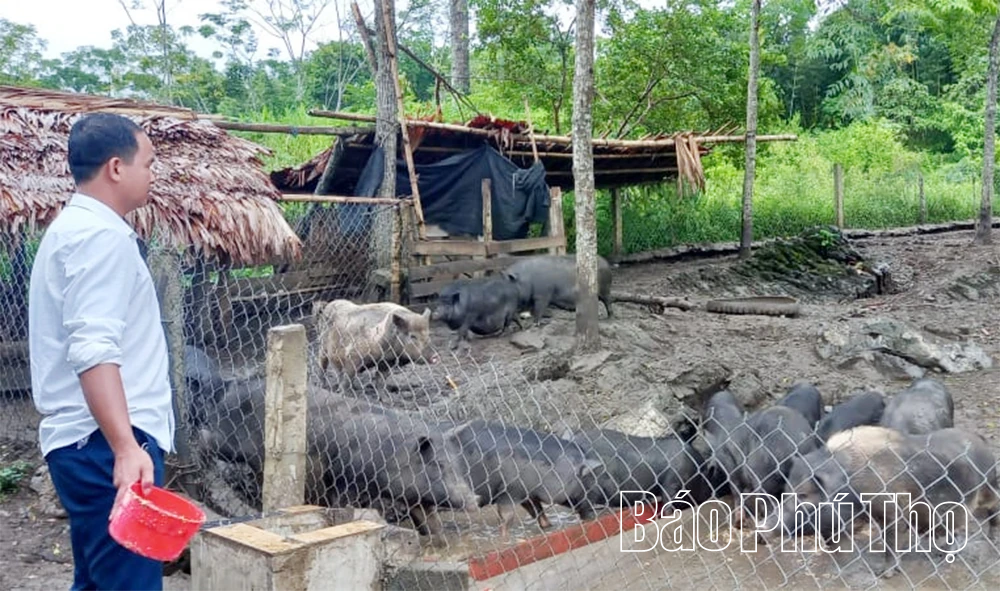 Spesialisasi babi hitam di Tan Pheo