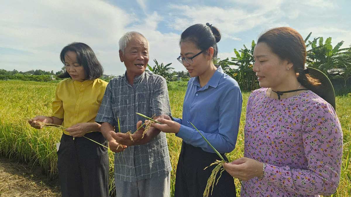 Após um período experimental bem-sucedido de cultivo orgânico de arroz ST25, muitos moradores locais responderam e participaram. Foto: Nguyen Quang
