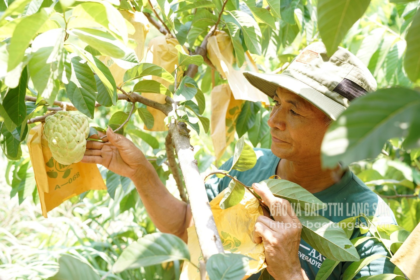 គំរូ​ដាំ​ផ្លែ​ប៉ោម​នាំមក​នូវ​ប្រសិទ្ធភាព​សេដ្ឋកិច្ច​ខ្ពស់​ដល់​ប្រជាជន​ឃុំ Cai Kinh ។
