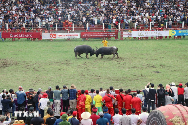 ttxvn-hai-phong-choi-trau.jpg