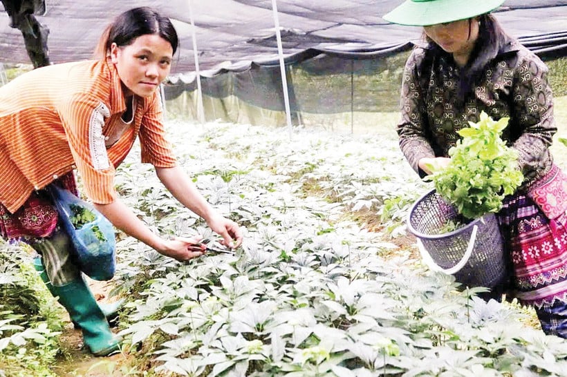 เกษตรกรในลาวไกปลูกโสม Panax pseudoginseng ภาพ: Trong Bao