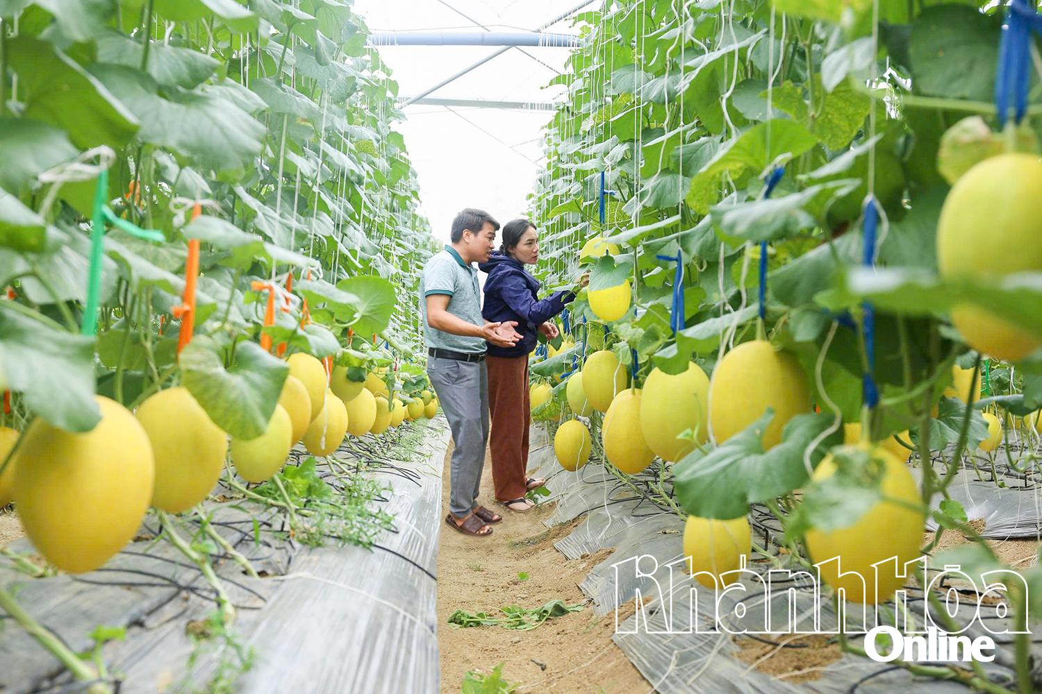 គំរូ​ផលិត​ផ្លែ​ឪឡឹក​បច្ចេកវិទ្យា​ខ្ពស់​នៅ​ឃុំ​បាក់​អៃ។ រូបថត៖ វ៉ាន់ មៀន 