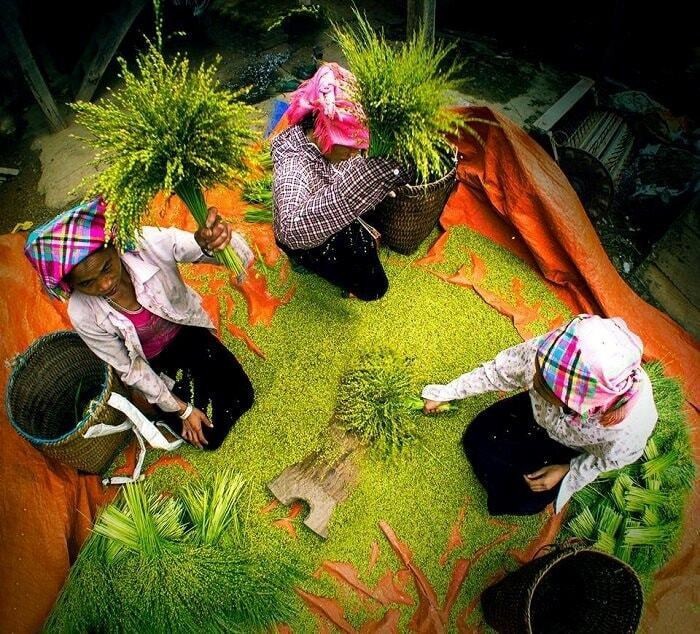 មនុស្សធ្វើអង្ករបៃតង Tu Le ។ (រូបថត៖ ទស្សនាវដ្តីប្រជាជនហាណូយ)