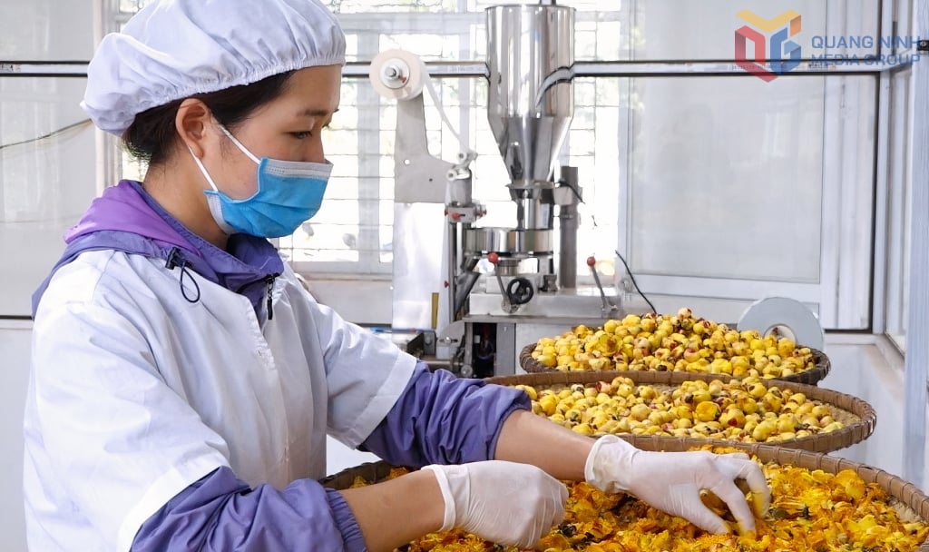 Τα προϊόντα τσαγιού χρυσού άνθους της Dap Thanh Forestry Products Joint Stock Company υποβάλλονται σε επεξεργασία με τεχνολογία λυοφιλίωσης.