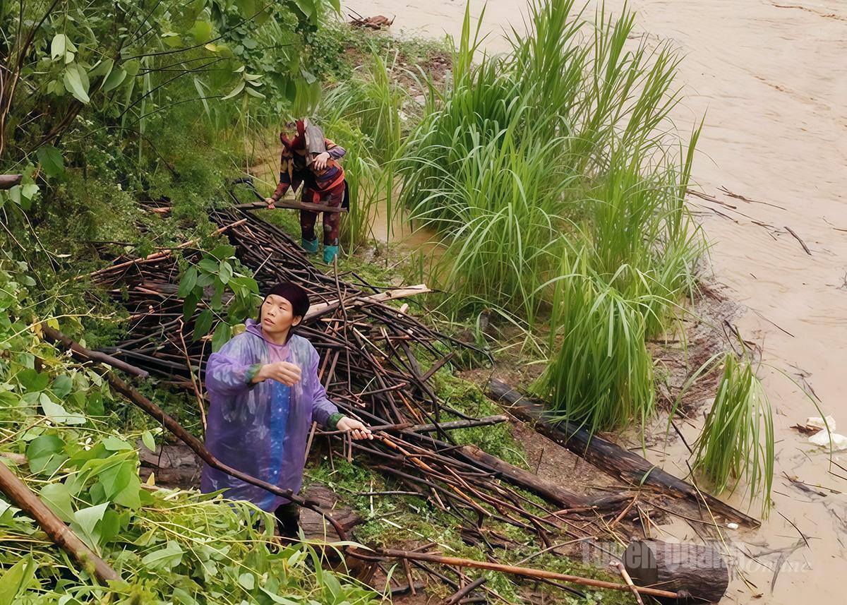 Some people in Can Ty commune still go down to the riverbank to collect firewood, despite the strong flood water and potential danger.