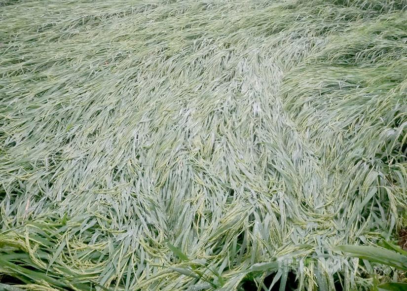 គិត​ត្រឹម​ព្រឹក​ថ្ងៃ​ទី​៣០ ខែ​កញ្ញា​នេះ ឃុំ​តៀន​យ៉េន​ទាំង​មូល មាន​ដំណាំ​ជាង ១០​ហិកតារ​បាន​ជន់​លិច និង​ខូច។