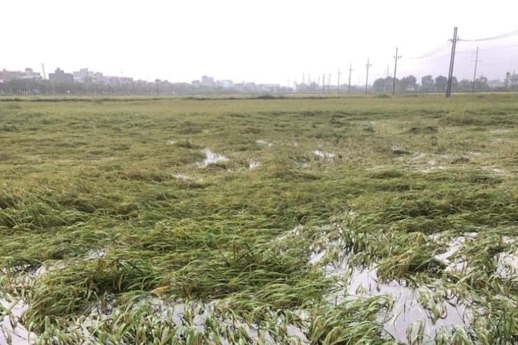 Xã Thanh Oai: Các trạm bơm hoạt động hết công suất để tiêu úng- Ảnh 5.