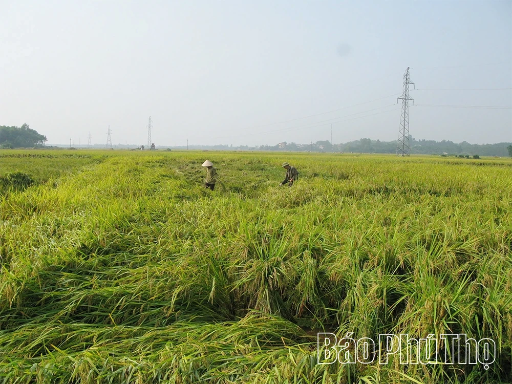 ជម្នះ​ផល​វិបាក​នៃ​គ្រោះ​ទឹក​ជំនន់ និង​ខ្យល់​ព្យុះ ធ្វើ​ឲ្យ​ផលិតកម្ម និង​ជីវភាព​ប្រជាជន​មាន​ស្ថិរភាព