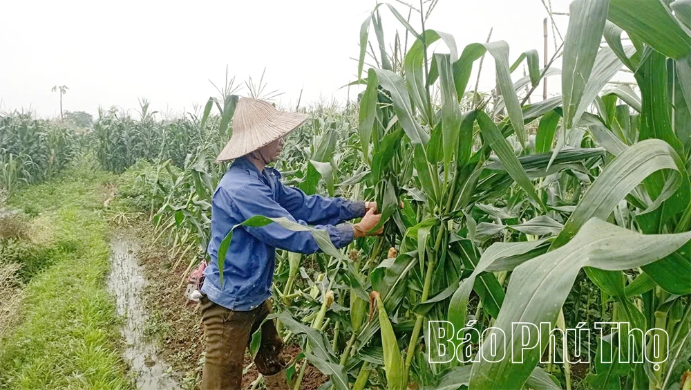 ជម្នះ​ផល​វិបាក​នៃ​គ្រោះ​ទឹក​ជំនន់ និង​ខ្យល់​ព្យុះ ធ្វើ​ឲ្យ​ផលិតកម្ម និង​ជីវភាព​ប្រជាជន​មាន​ស្ថិរភាព
