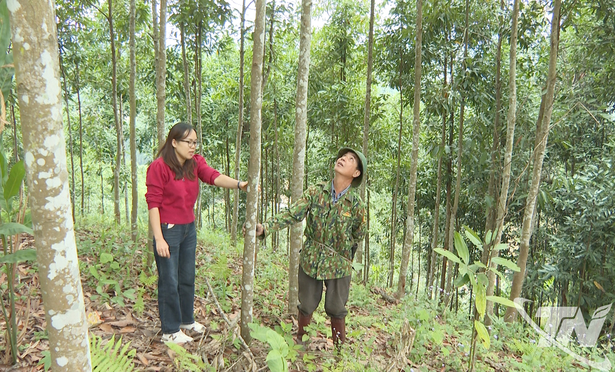 The cinnamon area of ​​Mr. Trieu Huu Quan's family in Bac Kan ward is about to be exploited.