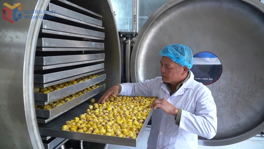ダップ・タン林業製品貿易株式会社のフリーズドライされたバチェ黄金花茶製品。