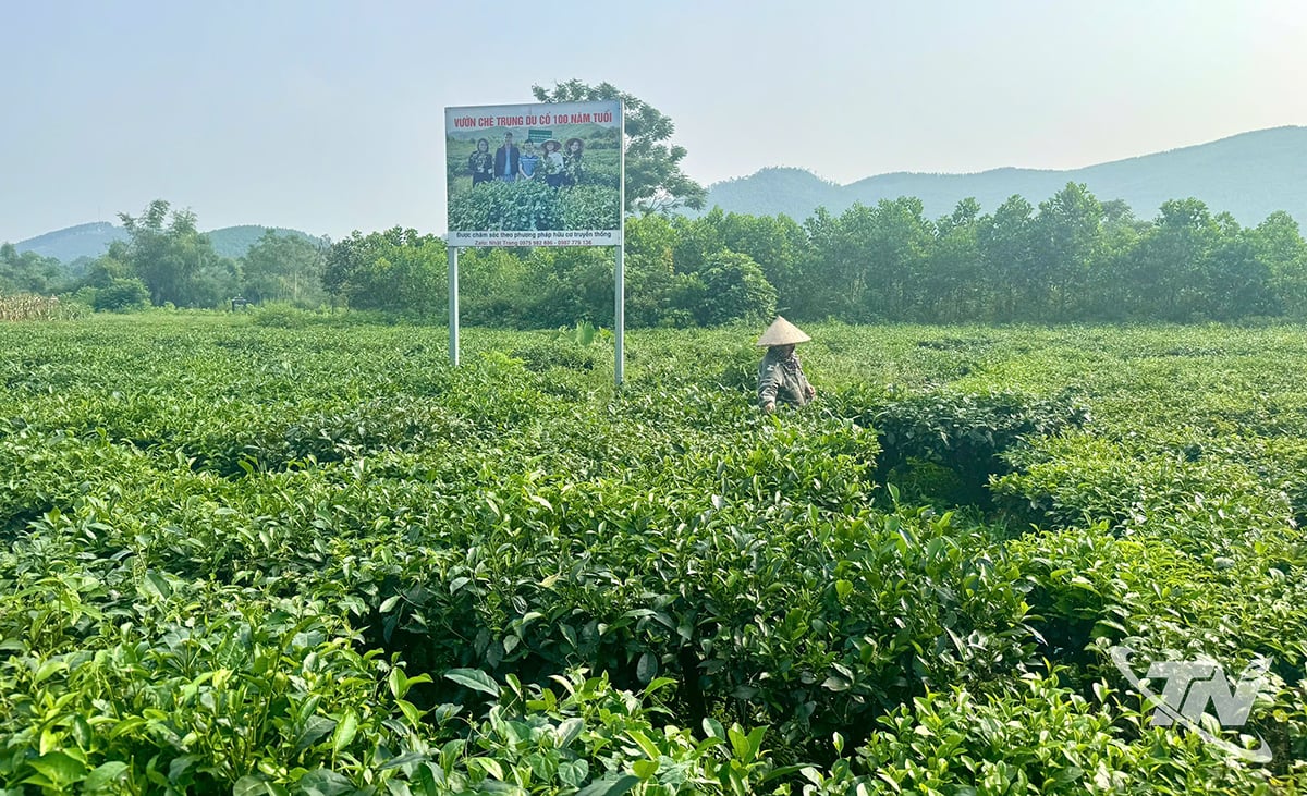 ວິ​ສາ​ຫະກິດ​ຊາ ​ແລະ ສະຫະກອນ​ຫຼາຍ​ແຫ່ງ​ຢູ່ ​ໄທ ຫງວຽນ​ໄດ້​ສຸມ​ໃສ່​ຜັນ​ຂະຫຍາຍ​ເຂດ​ທີ່​ໄດ້​ຮັບ​ການ​ມອບ​ໝາຍ​ດ້ວຍ​ລະຫັດ​ເຂດ​ເຕີບ​ໂຕ.