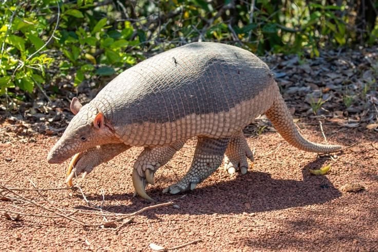 Kích thước khổng lồ hiếm thấy. Tatu khổng lồ có thể dài tới 1,5 mét và nặng hơn 50 kg, khiến nó trở thành loài tatu lớn nhất thế giới. Ảnh: Pinterest.