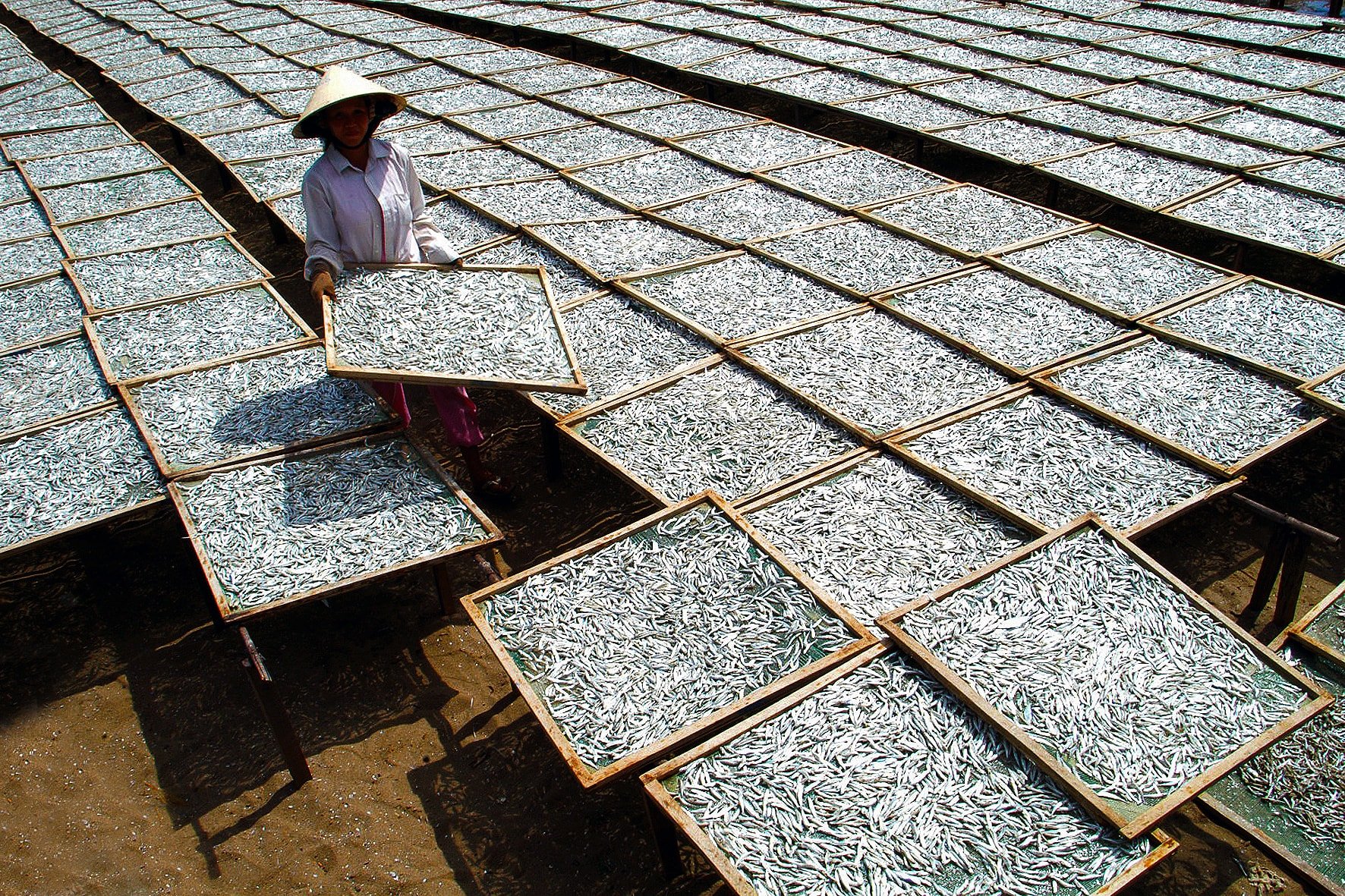 Phơi cá cơm xuất khẩu
